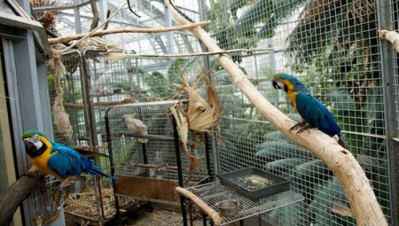botanicka-zahrada-v-praze-na-albertove-ma-stalou-papousci-expozici